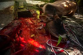 Sacrifices During Eid al-Adha Celebrations in Medan