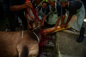 Sacrifices During Eid al-Adha Celebrations in Medan