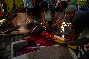Sacrifices During Eid al-Adha Celebrations in Medan