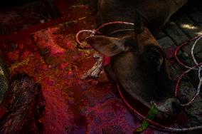 Sacrifices During Eid al-Adha Celebrations in Medan