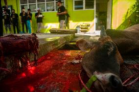 Sacrifices During Eid al-Adha Celebrations in Medan