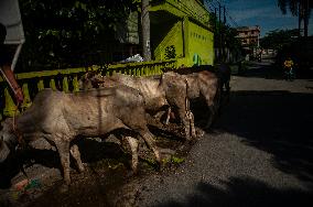 Sacrifices During Eid al-Adha Celebrations in Medan