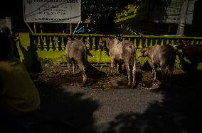 Sacrifices During Eid al-Adha Celebrations in Medan