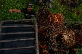 Palm Oil Fruits Illustrations - Indonesia