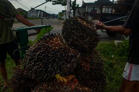 Palm Oil Fruits Illustrations - Indonesia