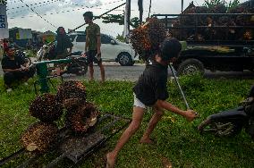 Palm Oil Fruits Illustrations - Indonesia
