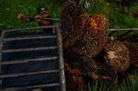Palm Oil Fruits Illustrations - Indonesia