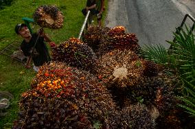 Palm Oil Fruits Illustrations - Indonesia