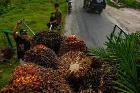 Palm Oil Fruits Illustrations - Indonesia