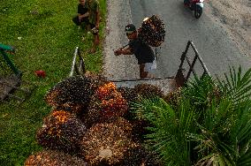 Palm Oil Fruits Illustrations - Indonesia