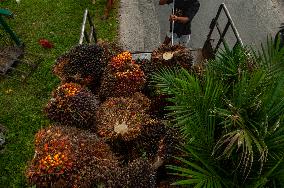 Palm Oil Fruits Illustrations - Indonesia