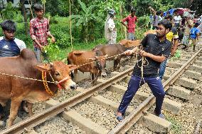 Bangladeshi Eid al-Adha Festival Preparations