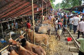 Bangladeshi Eid al-Adha Festival Preparations