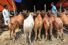 Bangladeshi Eid al-Adha Festival Preparations