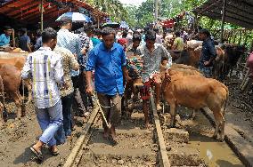 Bangladeshi Eid al-Adha Festival Preparations