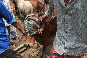 Bangladeshi Eid al-Adha Festival Preparations