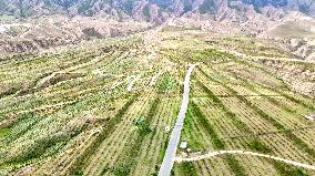 Ecological Construction in Western China