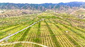 Ecological Construction in Western China