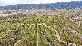 Ecological Construction in Western China