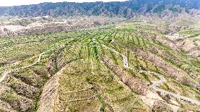 Ecological Construction in Western China