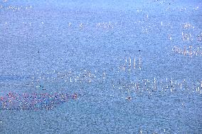 Oyster Farming in Ningde