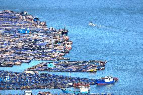 Oyster Farming in Ningde
