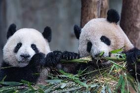 Chongqing Zoo Giant Pandas