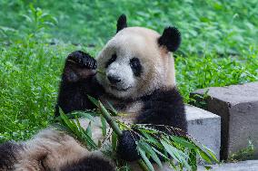 Chongqing Zoo Giant Pandas