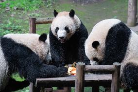 Chongqing Zoo Giant Pandas