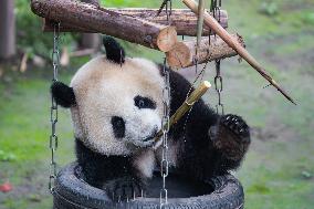 Chongqing Zoo Giant Pandas