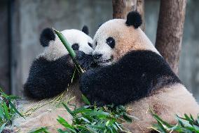 Chongqing Zoo Giant Pandas