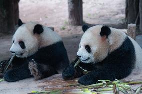 Chongqing Zoo Giant Pandas