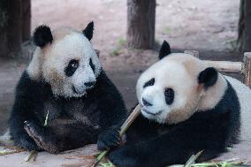 Chongqing Zoo Giant Pandas
