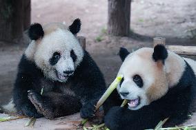 Chongqing Zoo Giant Pandas