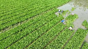 Rice Transplanting