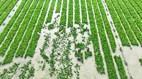 Rice Transplanting