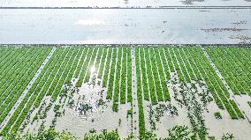 Rice Transplanting