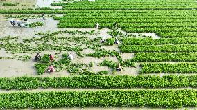 Rice Transplanting