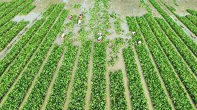 Rice Transplanting