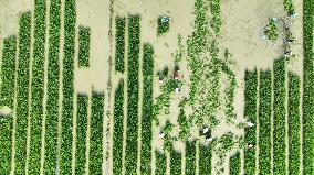Rice Transplanting