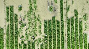 Rice Transplanting