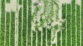 Rice Transplanting
