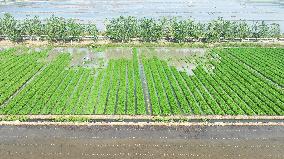 Rice Transplanting