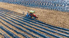 Corn Planting in Suqian