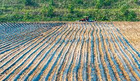 Corn Planting in Suqian