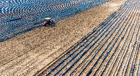 Corn Planting in Suqian