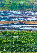 Corn Planting in Suqian