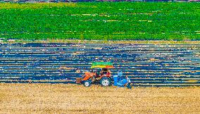 Corn Planting in Suqian