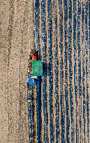 Corn Planting in Suqian
