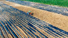 Corn Planting in Suqian